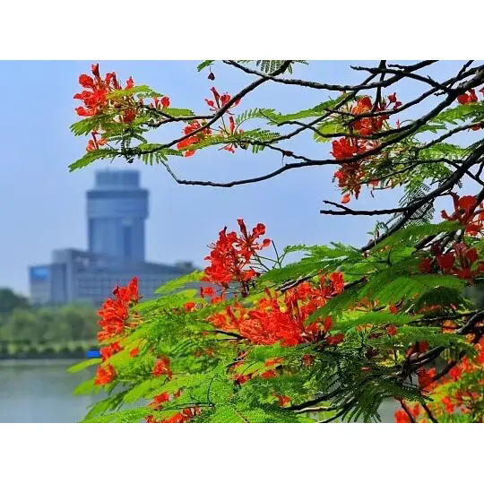 رائل Poinciana شاندار اشنکٹبندیی مناظر کیسے تخلیق کرتا ہے؟ رائل Poinciana شاندار اشنکٹبندیی مناظر کیسے تخلیق کرتا ہے؟