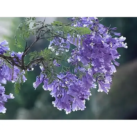 جیکارنڈا کا درخت کیسے شاندار مناظر اور دیرپا خوبصورتی پیدا کرتا ہے؟ جیکارنڈا کا درخت کیسے شاندار مناظر اور دیرپا خوبصورتی پیدا کرتا ہے؟