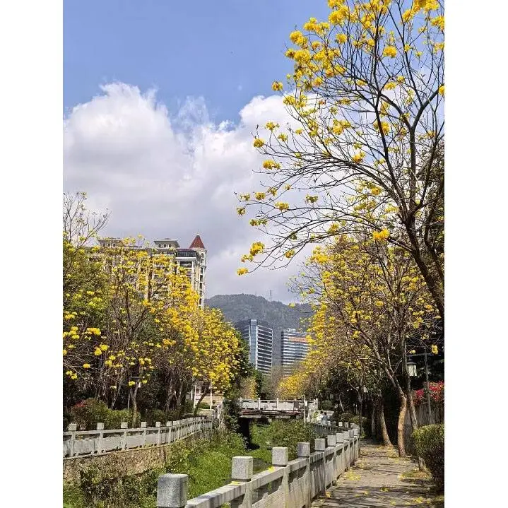 گولڈن ٹرمپیٹ ٹری بونسائی