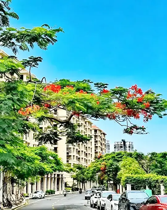 Potted Royal Poinciana Tree