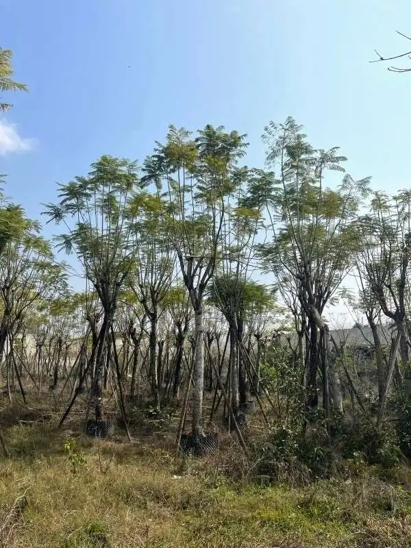 Jacaranda Tree Liners