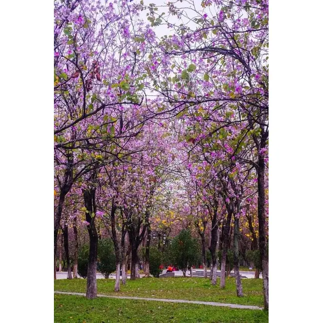 گلابی آرکڈ ٹری بونسائی
