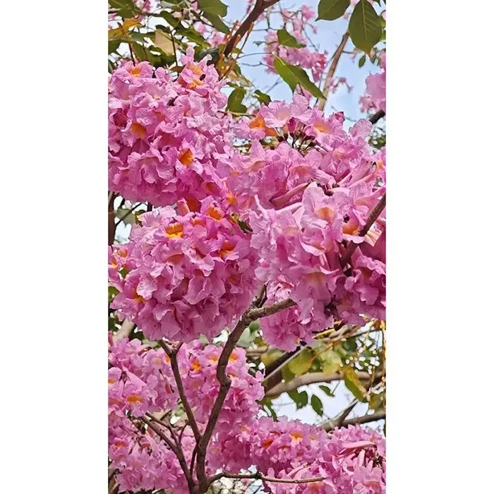 جامنی ٹرمپیٹ ٹری بونسائی