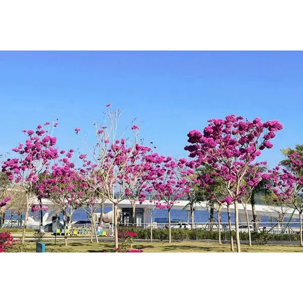 جامنی ٹرمپیٹ ٹری لائنرز