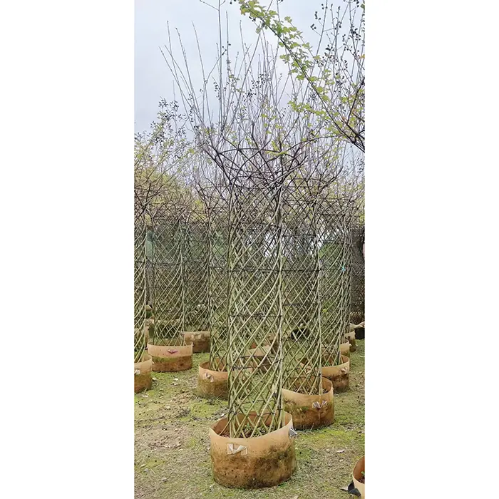 نمونہ کریپ مرٹل ٹری