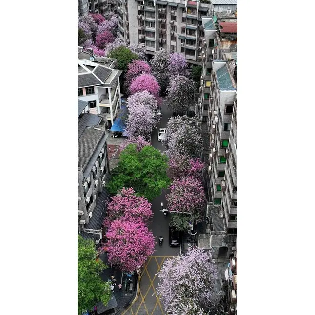 نمونہ گلابی آرکڈ درخت