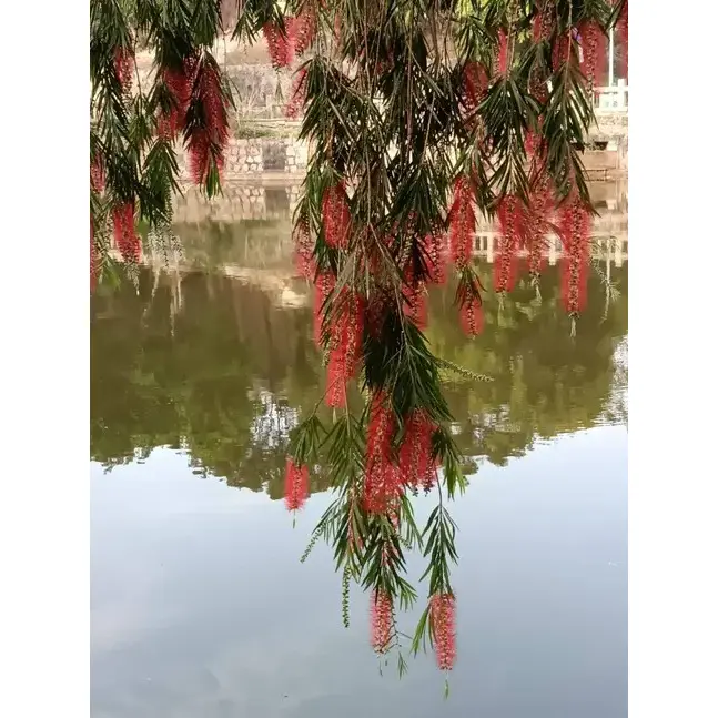 روتے ہوئے بوتل برش بونسائی